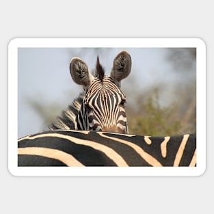 Plains Zebra Portrait, Akagera National Park, Rwanda, by Carole-Anne Fooks Sticker